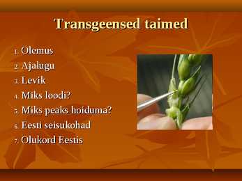 Transgeensed taimed