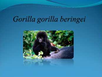 Populaarsemad safarireiside kohad maailmas - powerpoint #13
