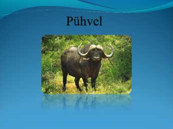 Populaarsemad safarireiside kohad maailmas - powerpoint #3