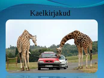 Populaarsemad safarireiside kohad maailmas - powerpoint #6