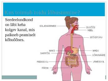 Seedeelundkond powerpoint #2