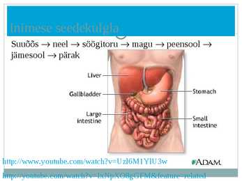Seedeelundkond powerpoint #15