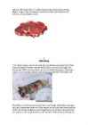 Der Wolf #4