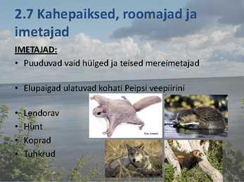 Peipsi järve elustik ESITLUS #12