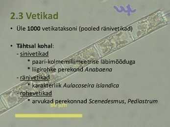 Peipsi järve elustik ESITLUS #6
