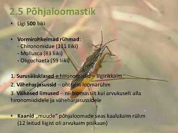 Peipsi järve elustik ESITLUS #8