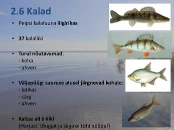 Peipsi järve elustik ESITLUS #9