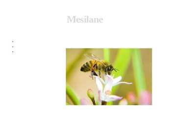 Mida saame loomadelt #6