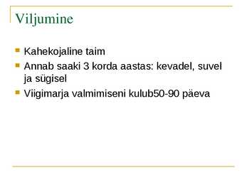 Hüatsint-siniaara ja Kummi-viigipuu referaat #11