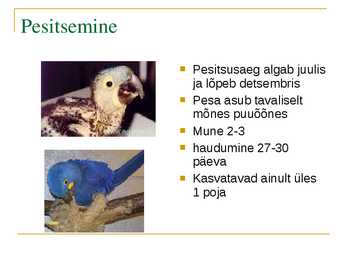 Hüatsint-siniaara ja Kummi-viigipuu referaat #5