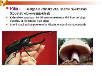 Süsivesikud ja nende roll organismides #13