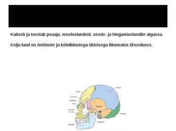 Tugielundkond #9