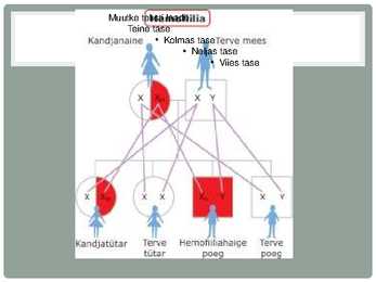 Geenmutatsioonid #3