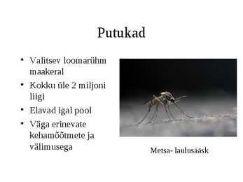Selgrootud #4
