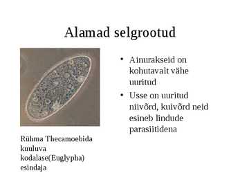 Selgrootud #5