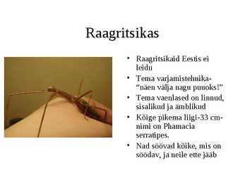 Selgrootud #7