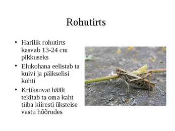 Selgrootud #8