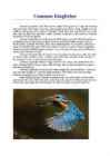 Common Kingfisher - Jäälind