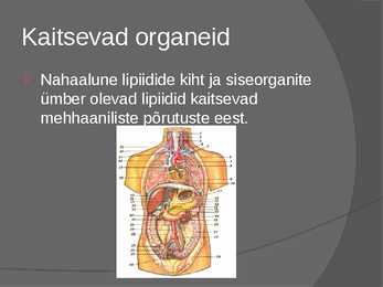 Lipiidide positiivne mõju #4