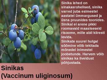 RABA-kõrgsoo #11