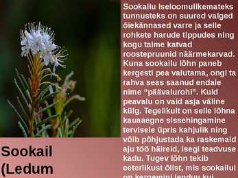 RABA-kõrgsoo #12