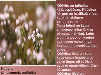RABA-kõrgsoo #13