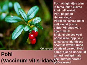 RABA-kõrgsoo #16