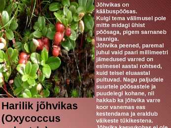 RABA-kõrgsoo #18