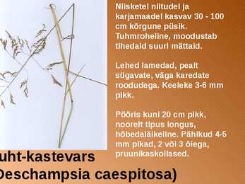 RABA-kõrgsoo #21