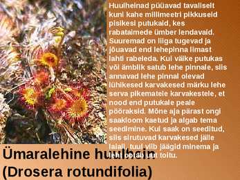 RABA-kõrgsoo #24