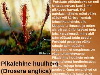 RABA-kõrgsoo #25