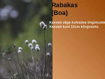 RABA-kõrgsoo #26