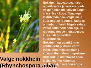 RABA-kõrgsoo #27