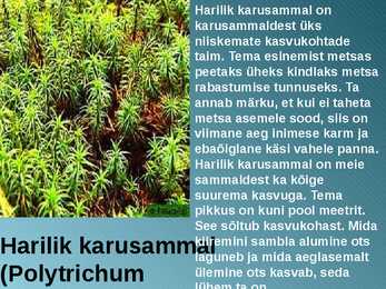 RABA-kõrgsoo #29