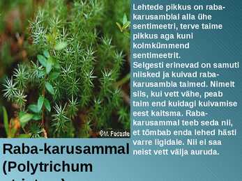 RABA-kõrgsoo #30
