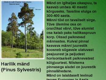 RABA-kõrgsoo #4