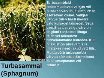 RABA-kõrgsoo #31