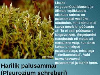 RABA-kõrgsoo #32