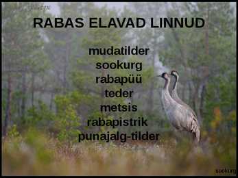 RABA-kõrgsoo #33