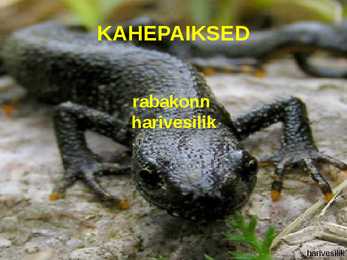 RABA-kõrgsoo #36