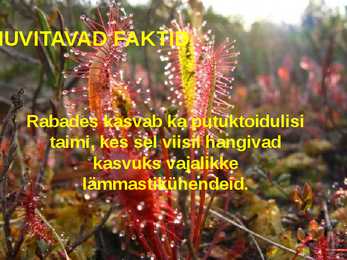 RABA-kõrgsoo #38