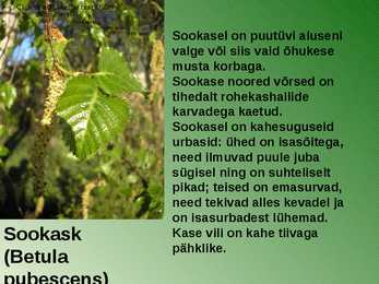 RABA-kõrgsoo #5