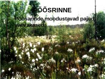 RABA-kõrgsoo #6