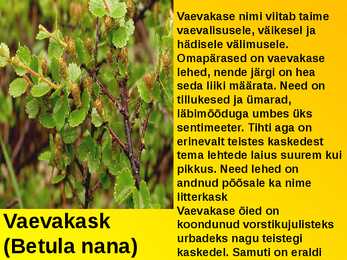RABA-kõrgsoo #8