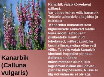 RABA-kõrgsoo #10
