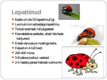 EESTI MARDIKAD #6