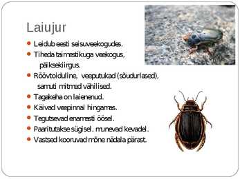 EESTI MARDIKAD #7