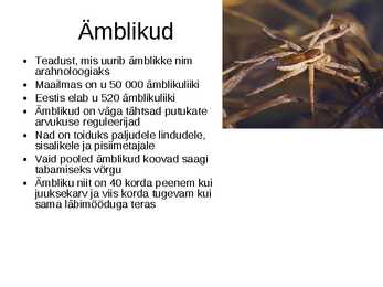 Hiidämblik #2