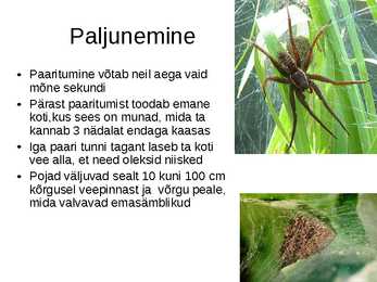 Hiidämblik #7