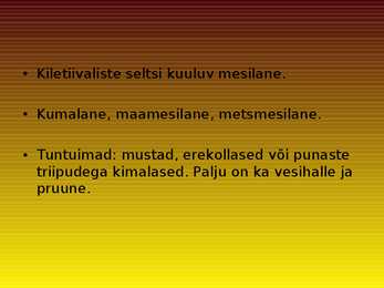 Kimalane-Bombus #2